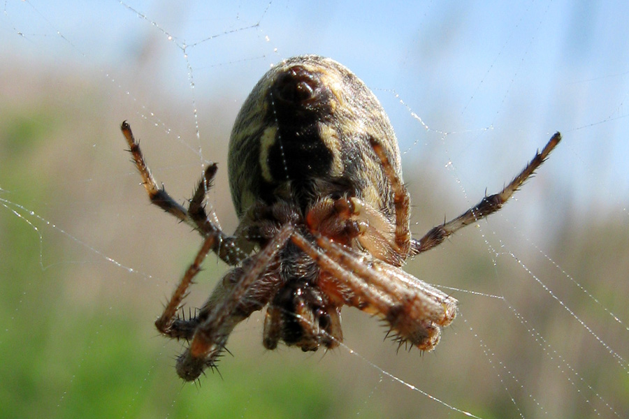 Larinioides sp.